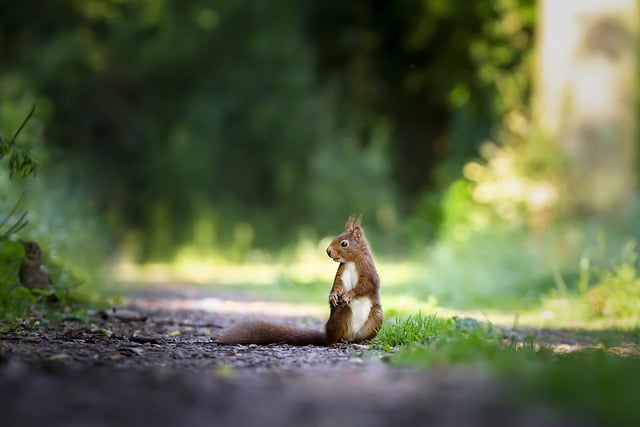 Squirrel sitting in a park