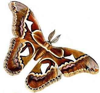 Rothschildia orizaba, the moth genus and species with which the Itzpapalotl goddess is associated