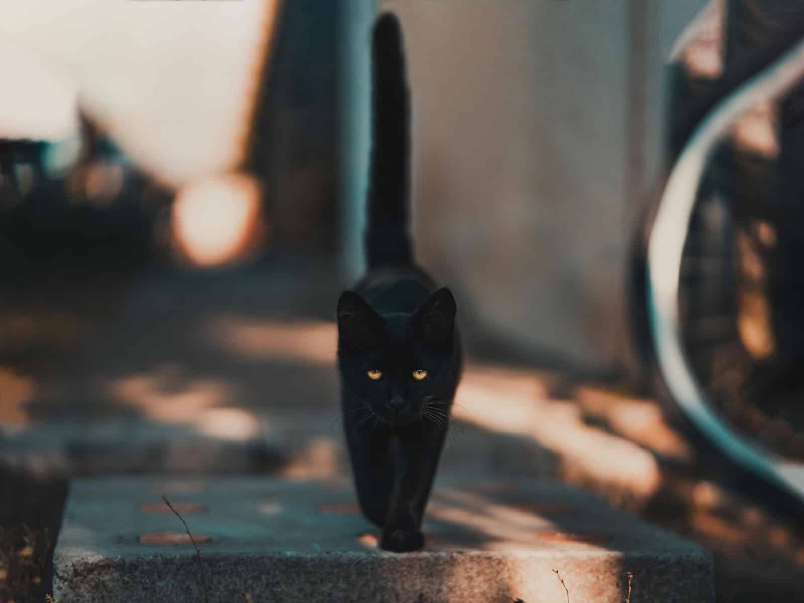 Seeing a black cat holds strong superstitions in some cultures.